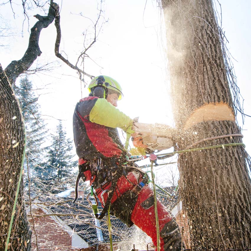 Technician chainsawing tree in half