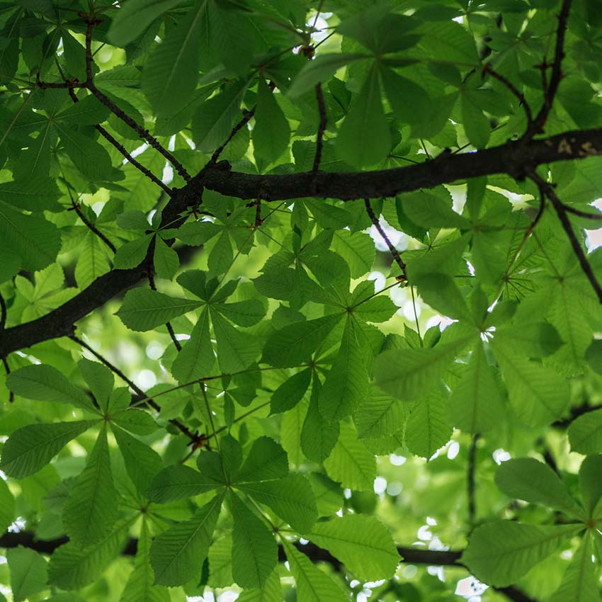 Thick foliage