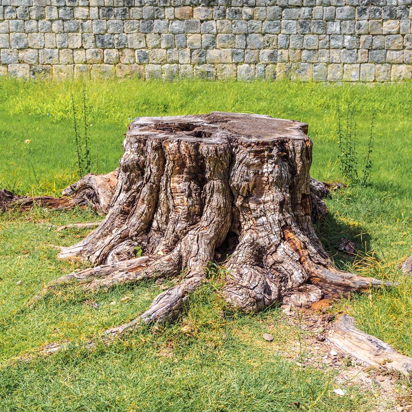 Gnarly stump ready for removal