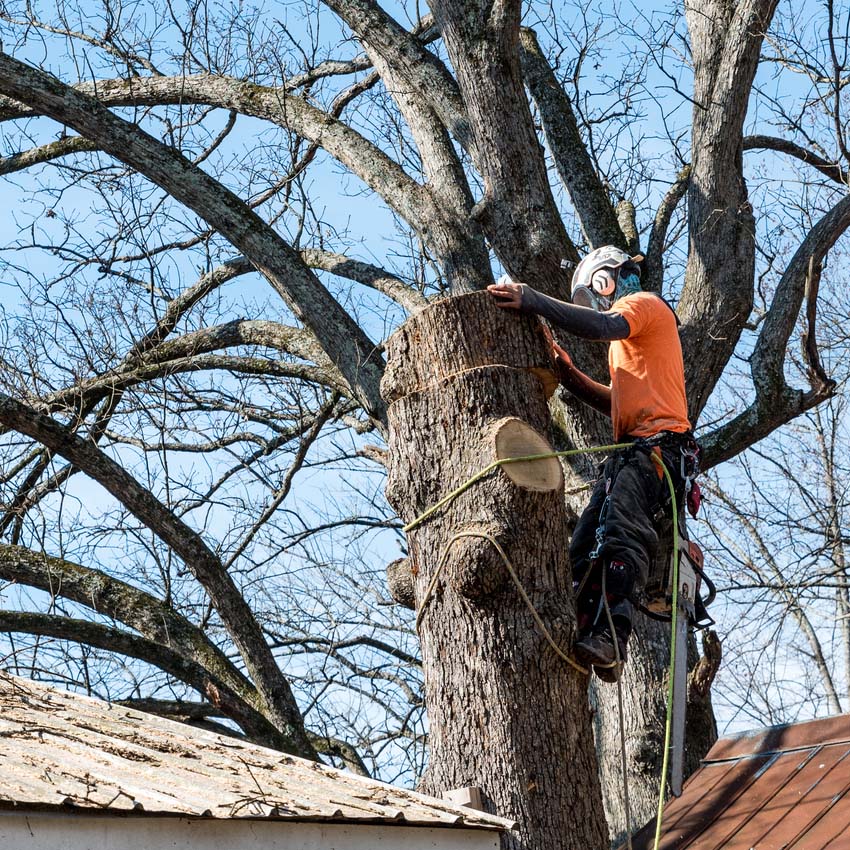 Technician removing tree trunk piece by piece