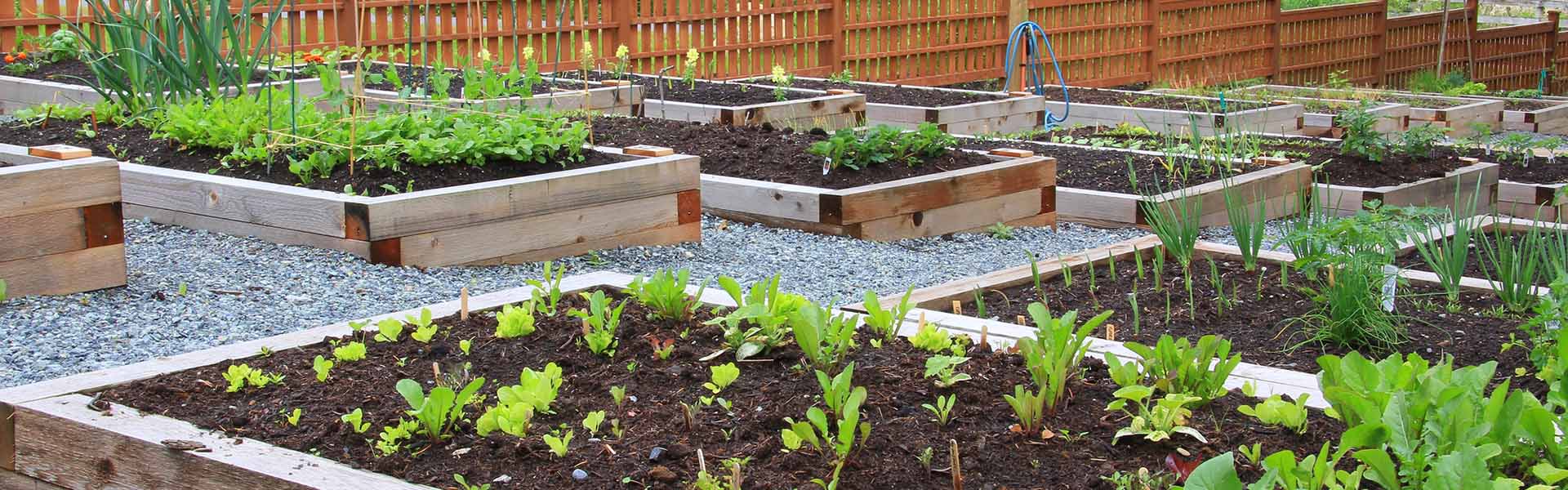 Raised plant beds with compost in them